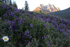 10 Wildflowers With Mount Temple Beyond Up From Lake Louise Village.jpg